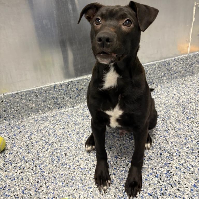 Poe, Adoptable, Young Male American Staffordshire Terrier.