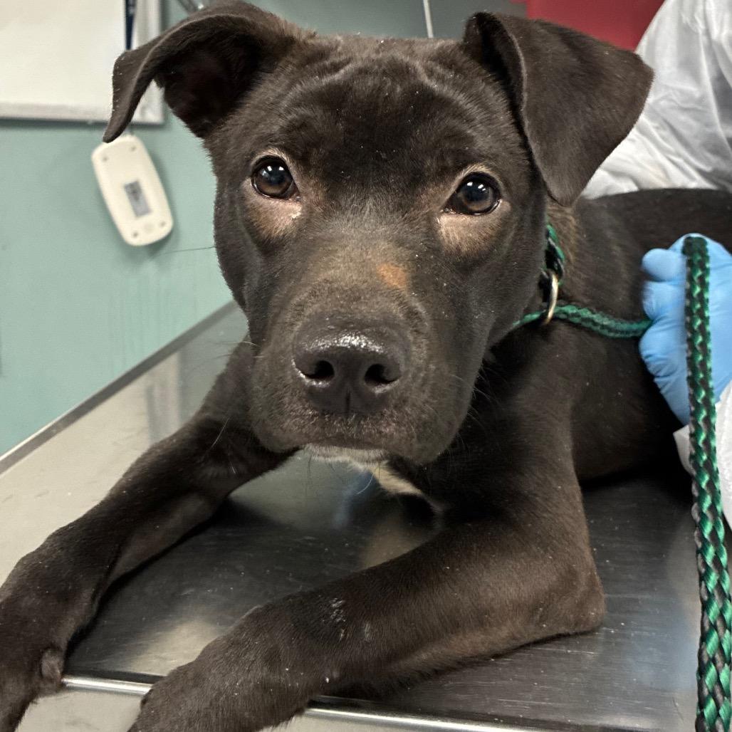 Enlarge Poe, a Adoptable American Staffordshire Terrier in Greenville, SC image 3/6