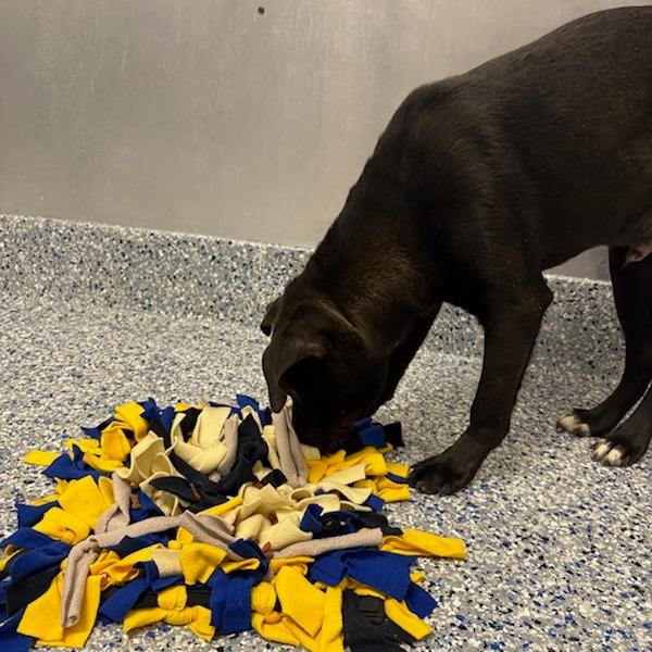 Enlarge Poe, a Adoptable American Staffordshire Terrier in Greenville, SC image 4/6