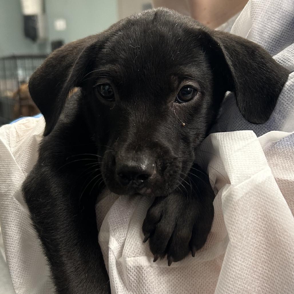 Enlarge Poe, a Adoptable American Staffordshire Terrier in Greenville, SC image 5/6