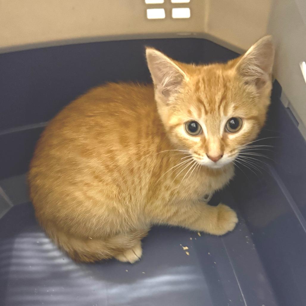 Enlarge Cupid, a ADOPTABLE Domestic Short Hair in Parkland, FL image 1/1