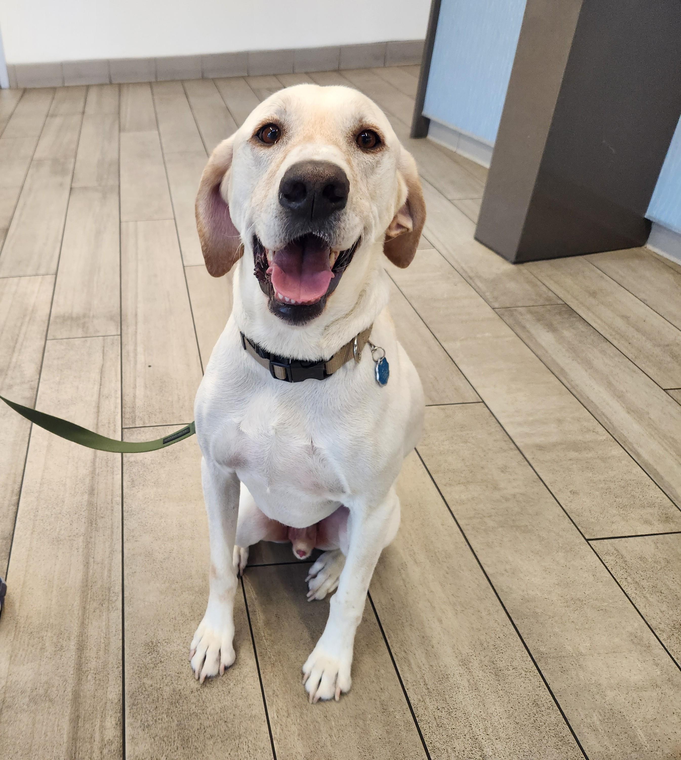 Rocky, a Adoptable Labrador Retriever in Golden, CO image 1/4