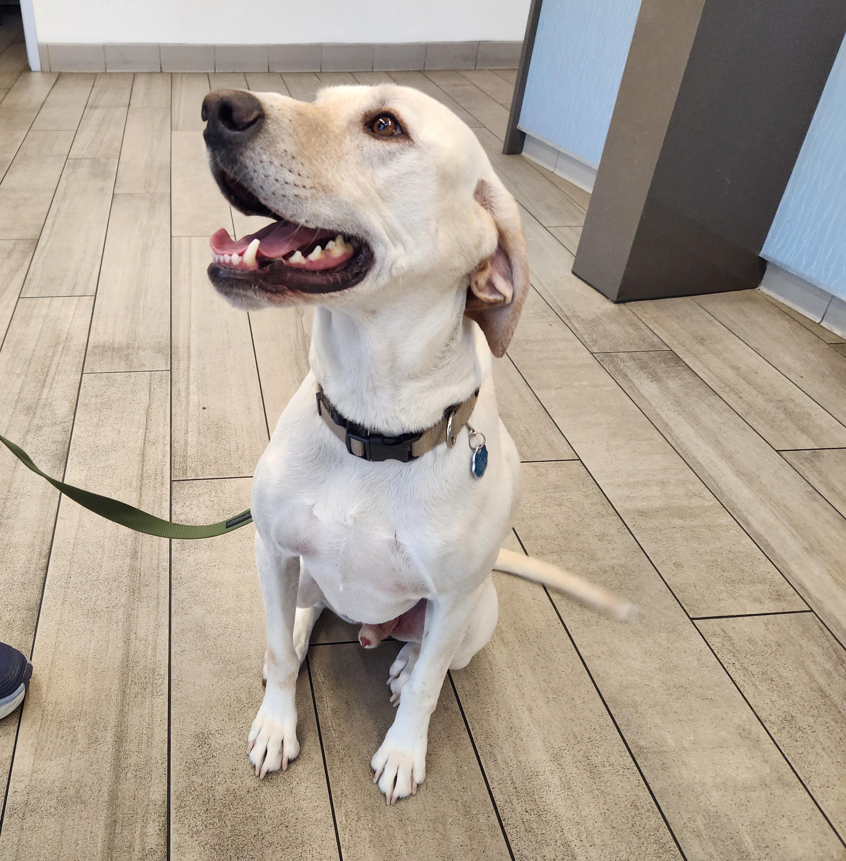 Rocky, a Adoptable Labrador Retriever in Golden, CO image 2/4