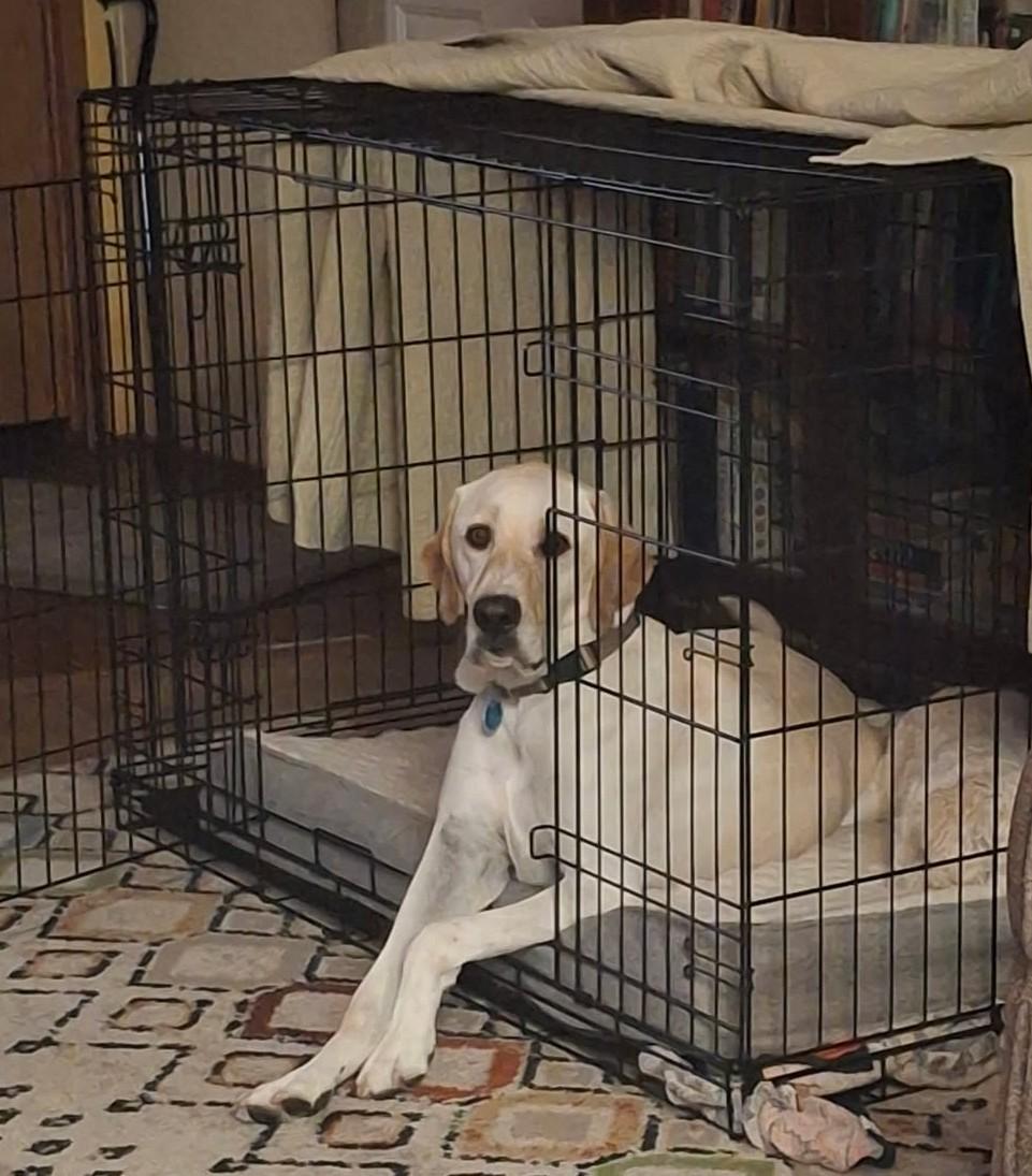 Rocky, a Adoptable Labrador Retriever in Golden, CO image 3/4