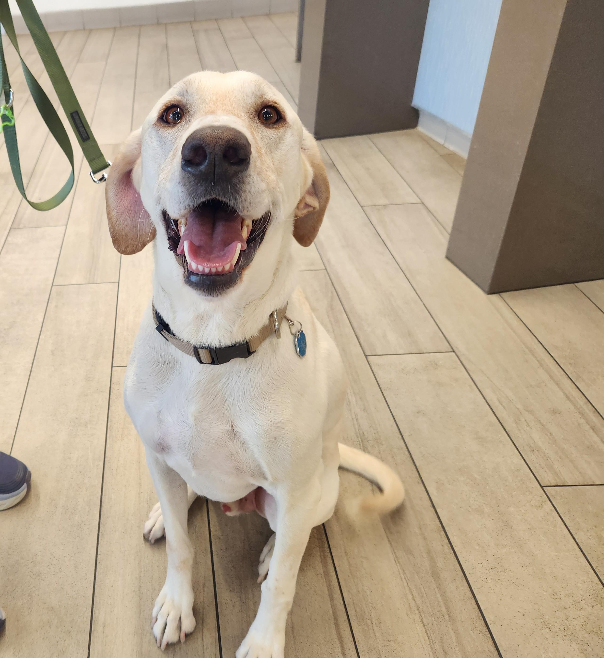 Rocky, Adoptable, Adult Male Labrador Retriever.