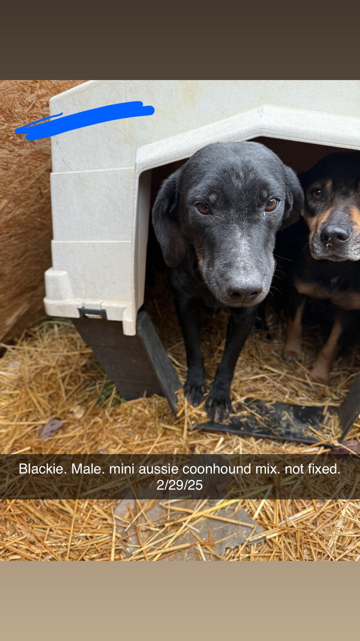 Enlarge Blackie, a ADOPTABLE mixed breed in Greeneville, TN image 1/1
