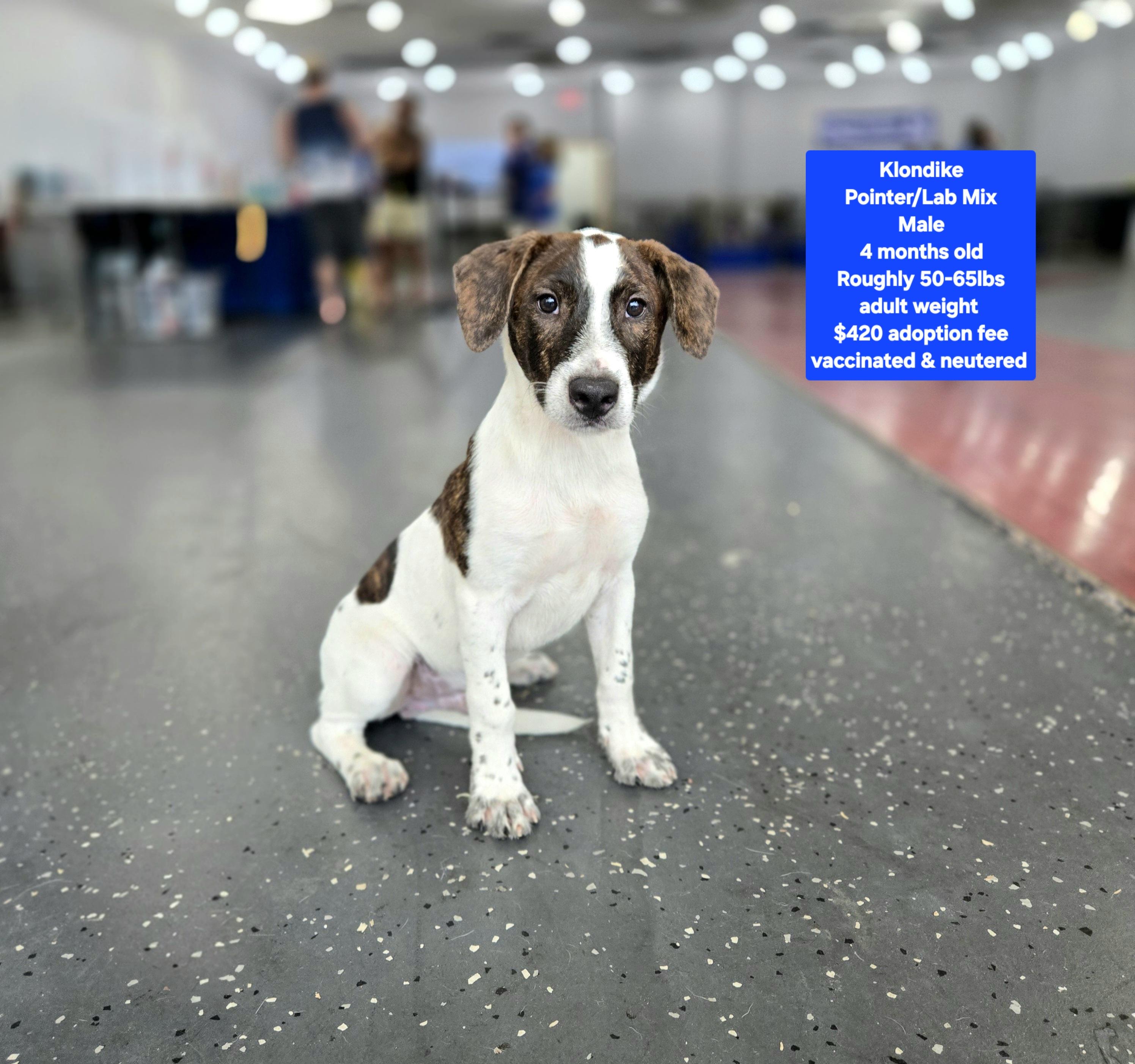 Enlarge Klondike, a ADOPTABLE mixed breed in Oviedo, FL image 1/1