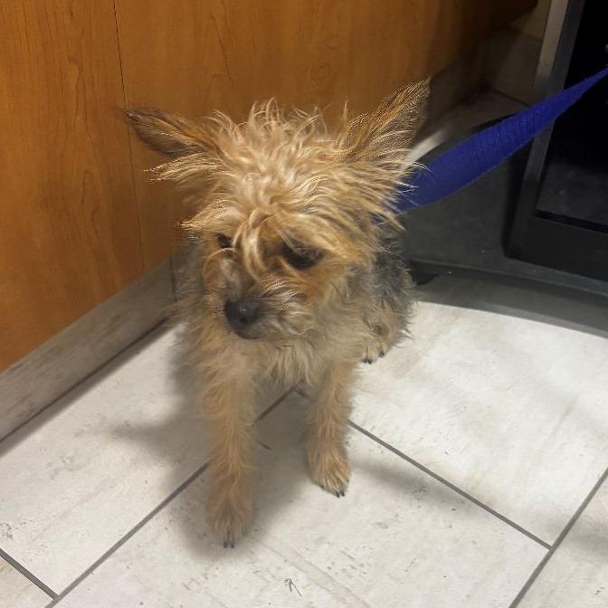 Enlarge Molly, a Adopted Yorkshire Terrier in Arlington, VA image 1/1
