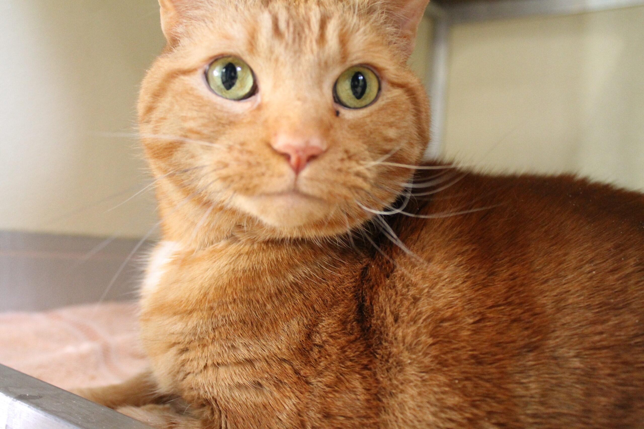 Gus, ADOPTABLE, Senior Male Domestic Short Hair.