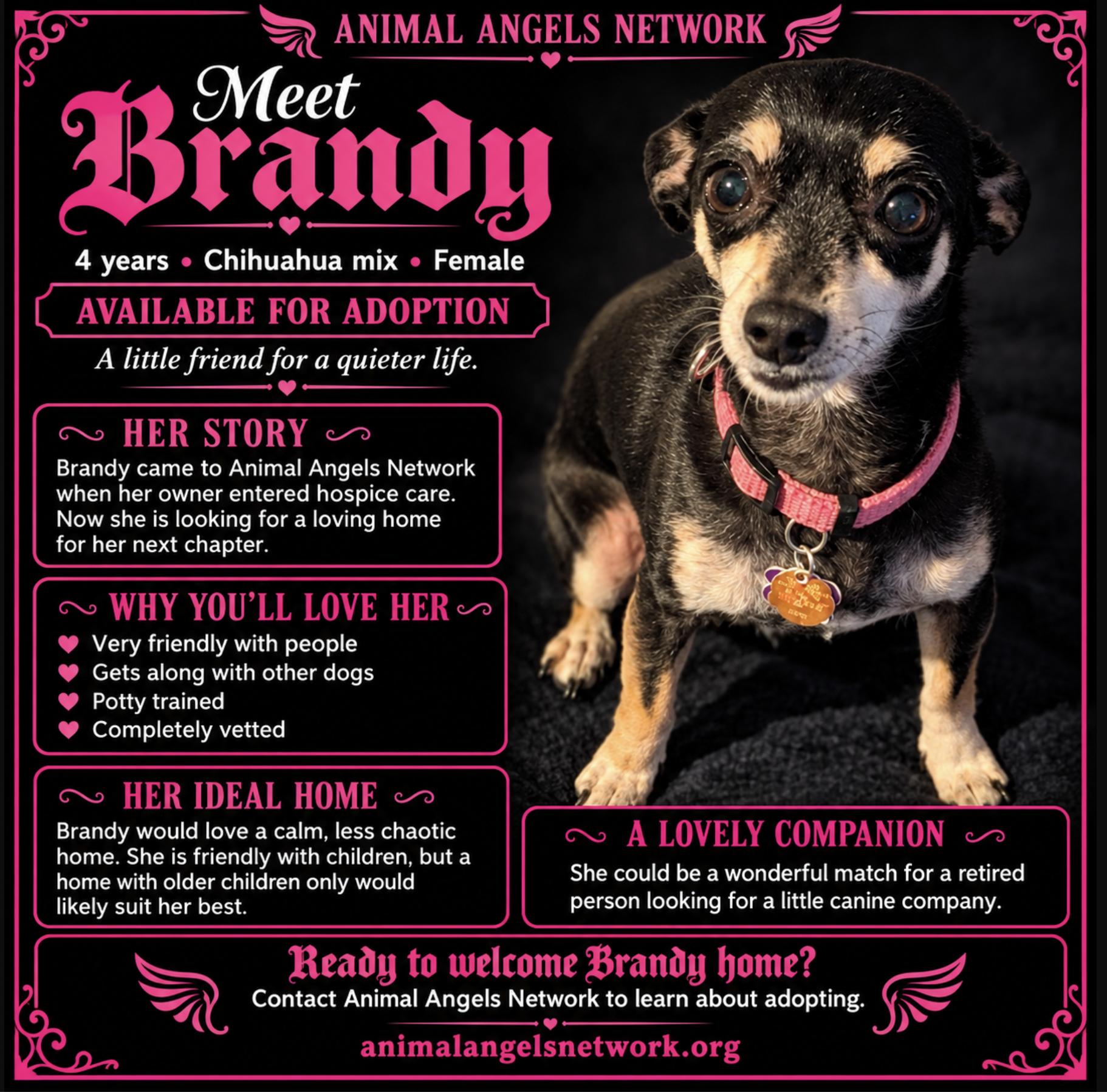 Enlarge Brandy, a Adoptable mixed breed in Rogersville, MO image 1/2