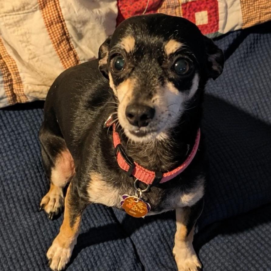 Enlarge Brandy, a Adoptable mixed breed in Rogersville, MO image 2/2