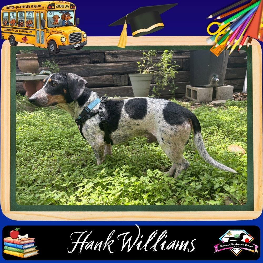 Hank Williams, Adoptable, Adult Male Dachshund.
