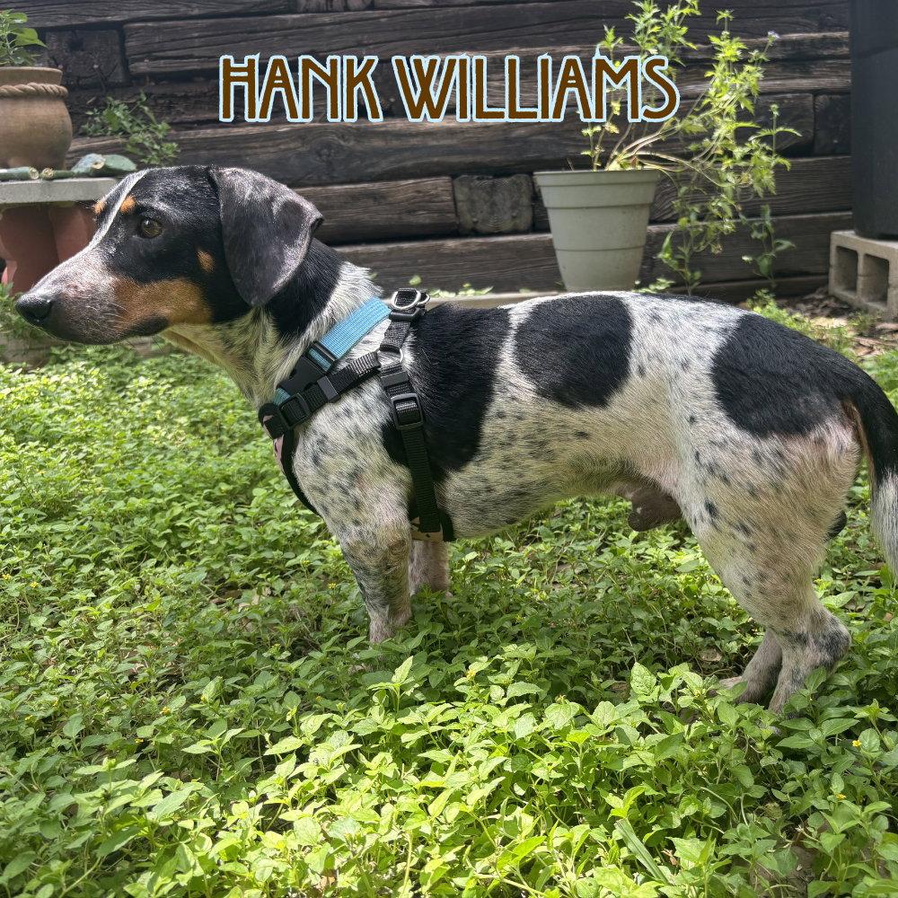 Hank Williams, Adoptable, Adult Male Dachshund.