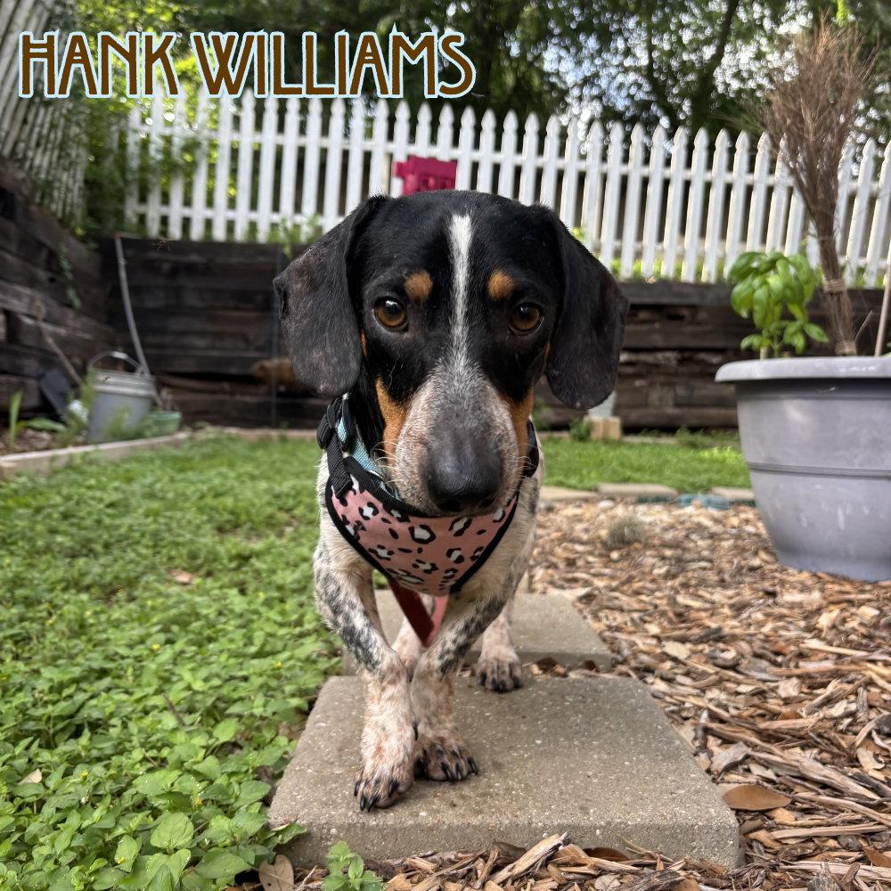 Hank Williams, a Adoptable Dachshund in San Antonio, TX image 2/3
