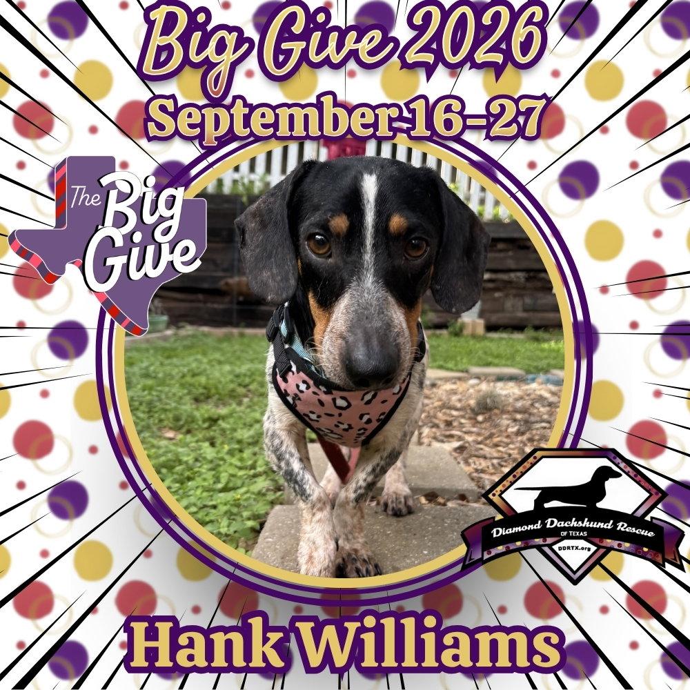 Enlarge Hank Williams, a Adoptable Dachshund in San Antonio, TX image 2/3