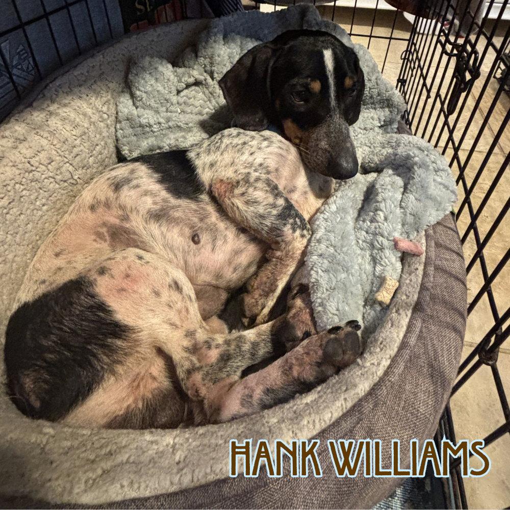 Enlarge Hank Williams, a Adoptable Dachshund in San Antonio, TX image 3/3