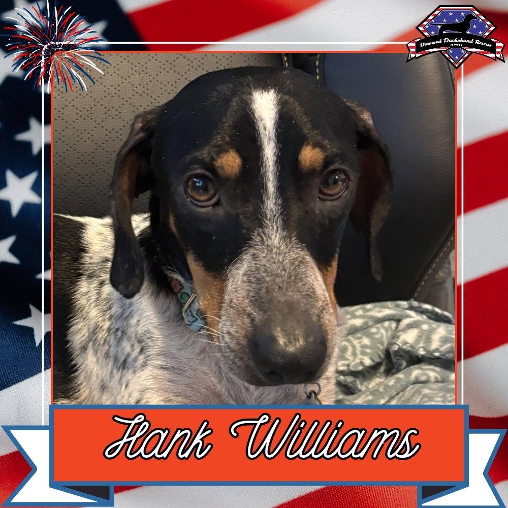 Hank Williams, a Adoptable Dachshund in San Antonio, TX image 3/3