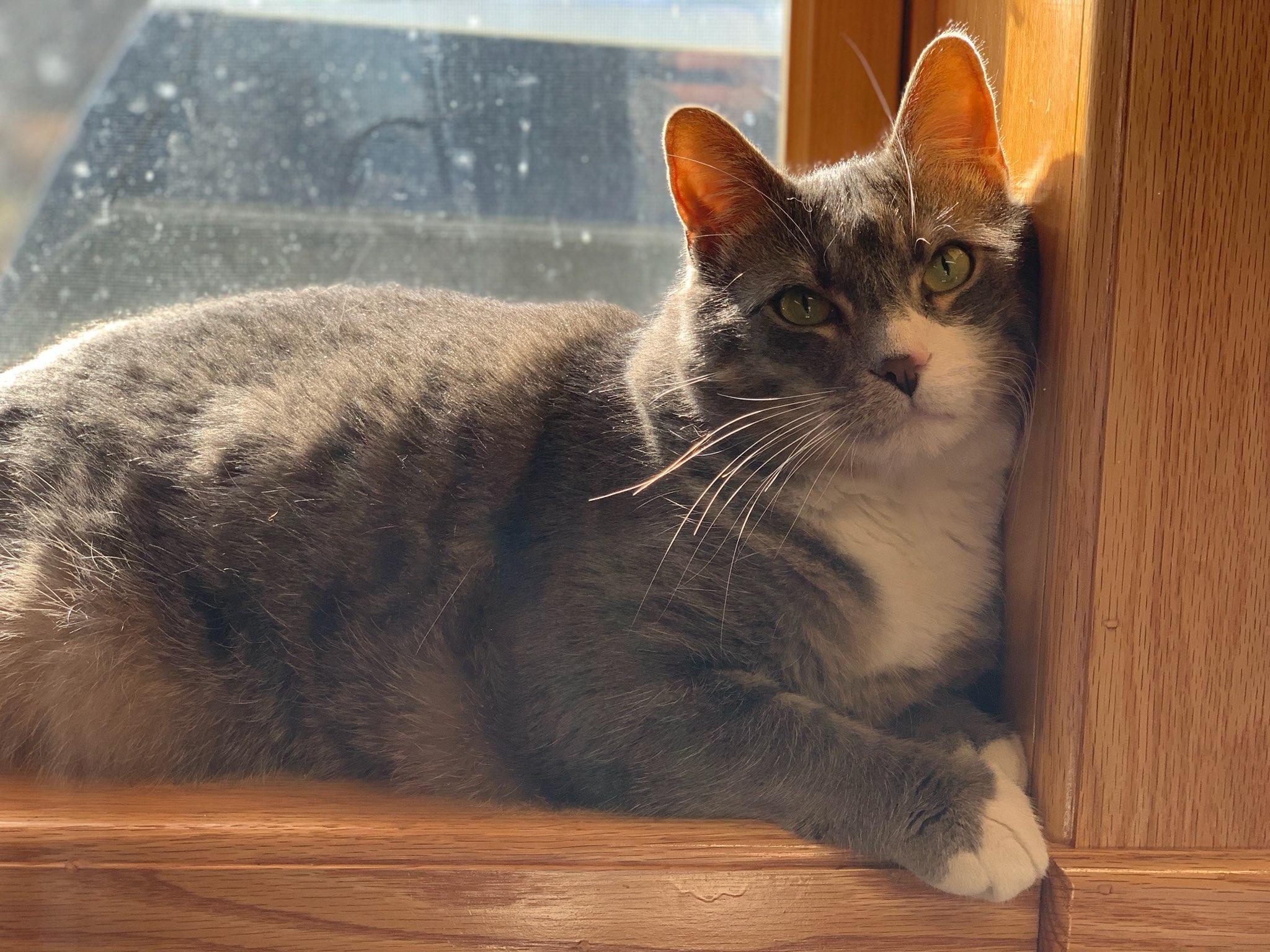 Sammy, Senior Male unknown