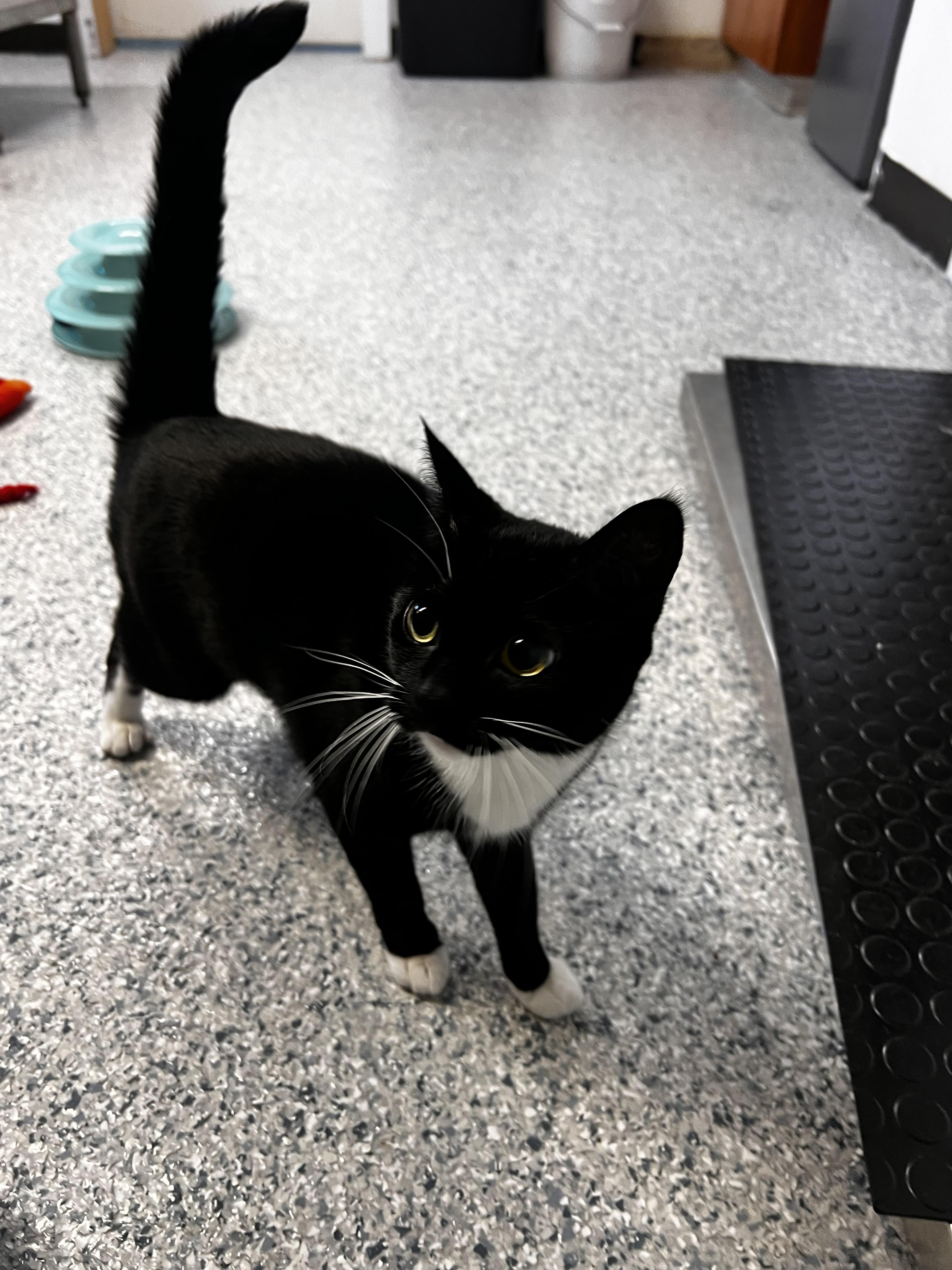 Enlarge Garlic, a ADOPTABLE Domestic Short Hair in Potsdam, NY image 3/3