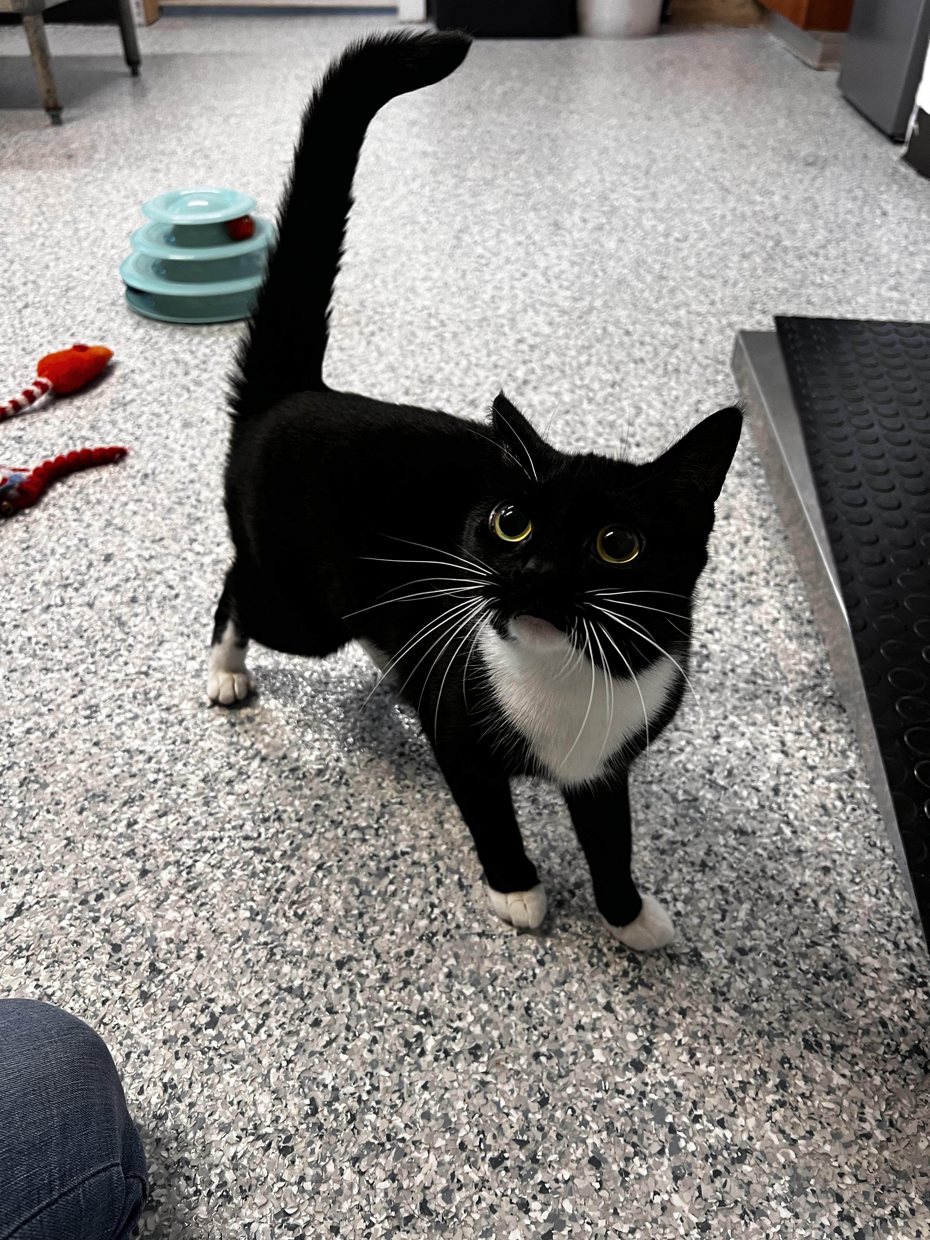 Enlarge Garlic, a ADOPTABLE Domestic Short Hair in Potsdam, NY image 2/3