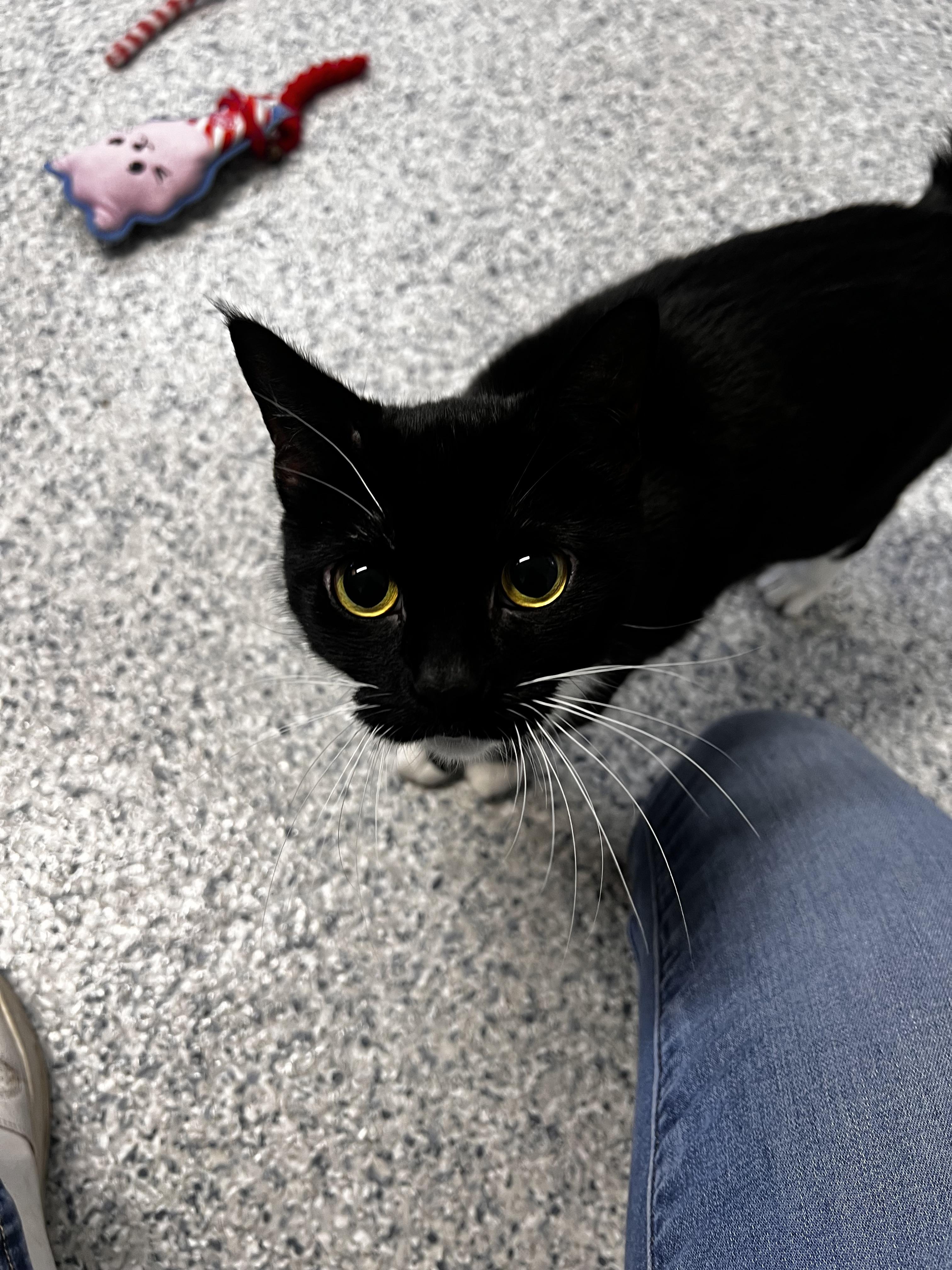 Garlic, ADOPTABLE, Adult Female Domestic Short Hair.