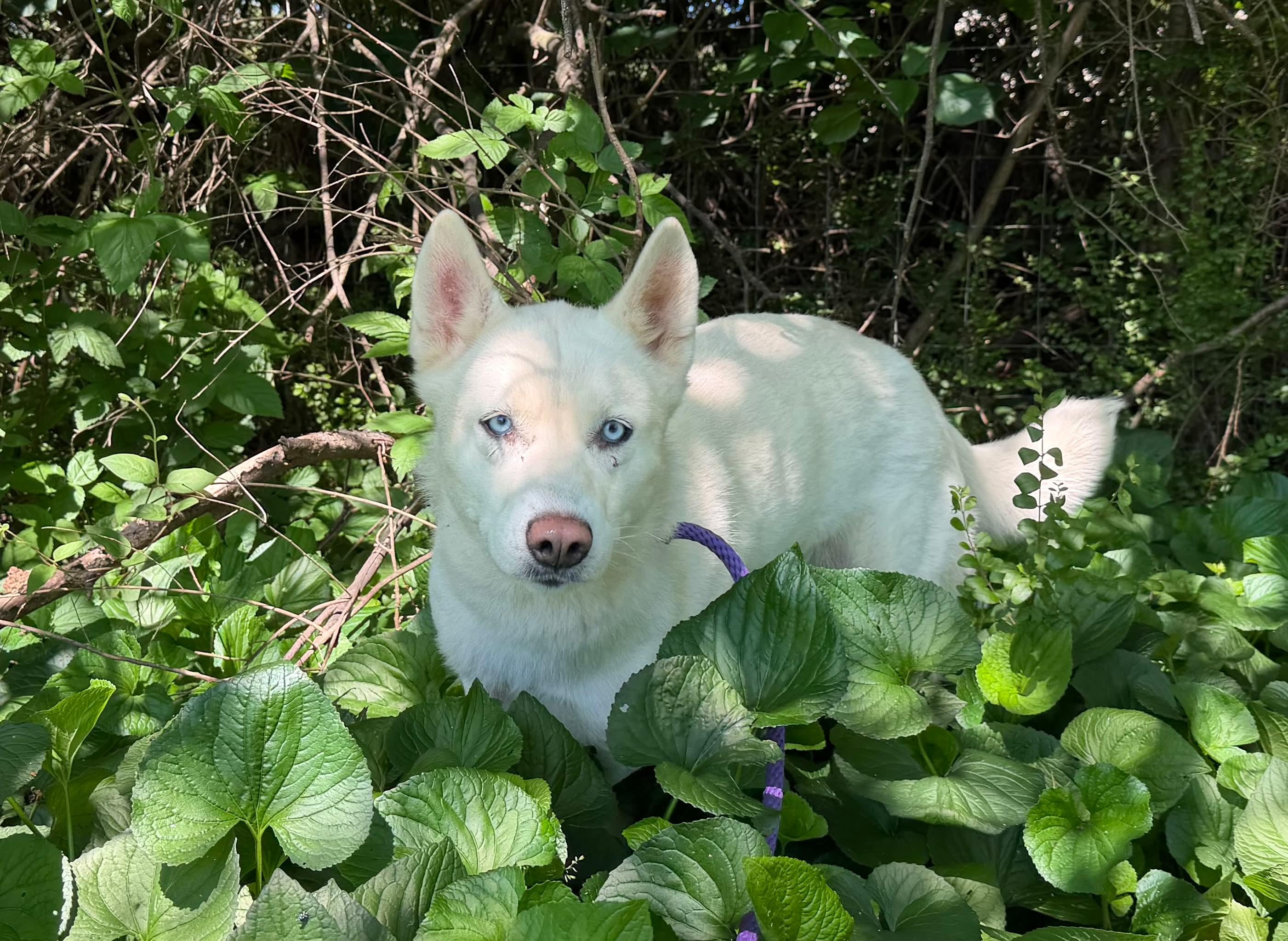 Enlarge Athena, a ADOPTABLE Husky in Culpeper, VA image 1/1