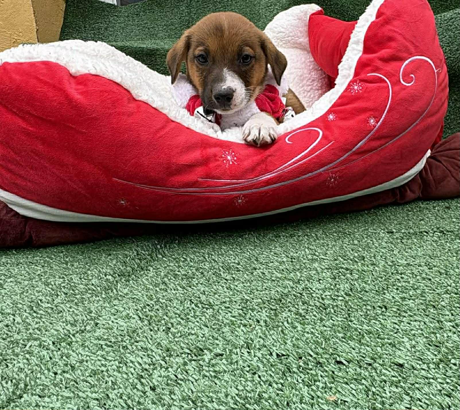 Rocky, a ADOPTABLE mixed breed in Annandale, VA image 3/3