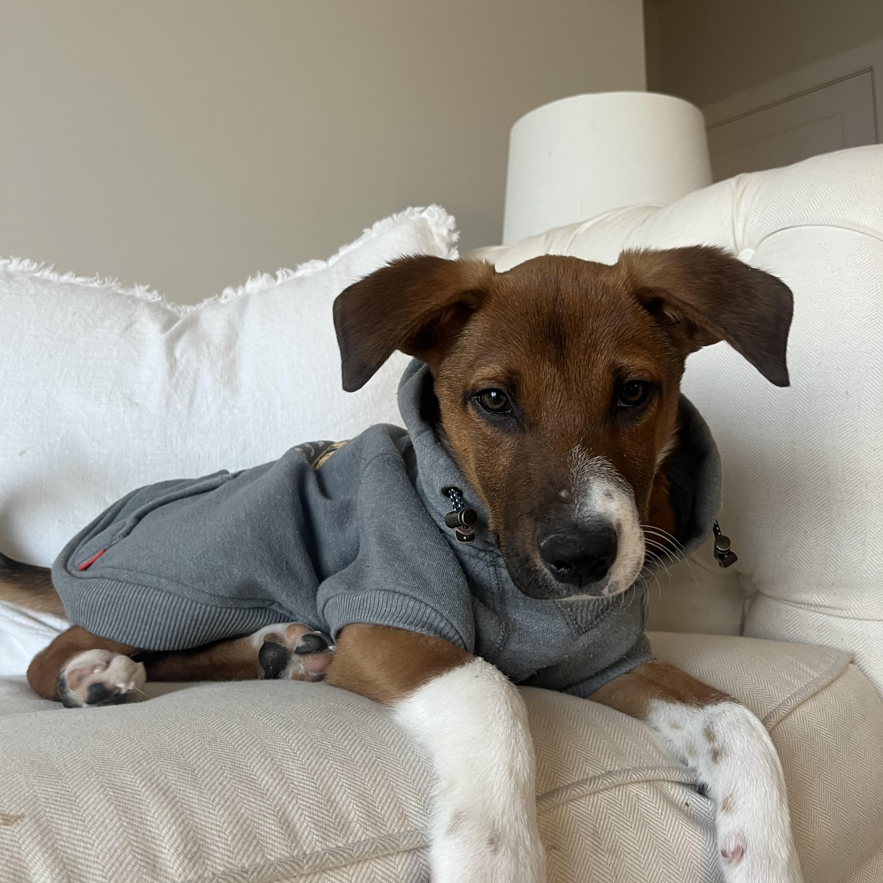 Murphy, ADOPTABLE, Puppy Male Labrador Retriever & Mixed Breed.