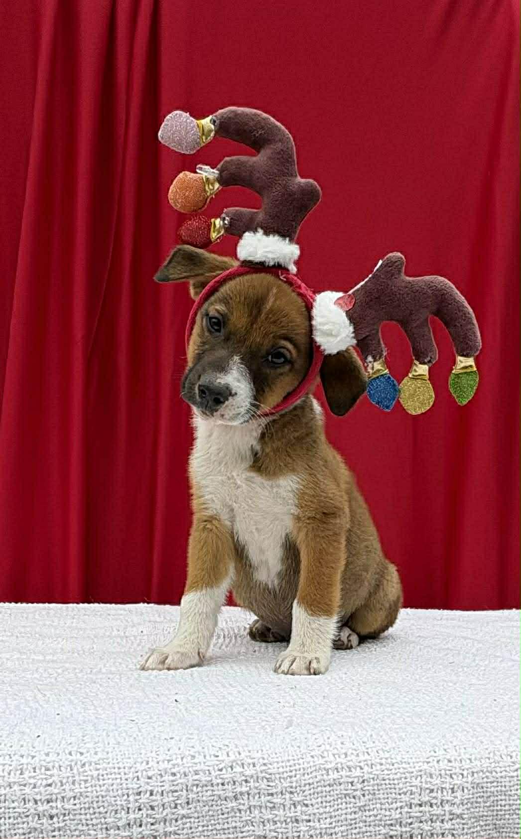 Rocky, a ADOPTABLE mixed breed in Annandale, VA image 2/3