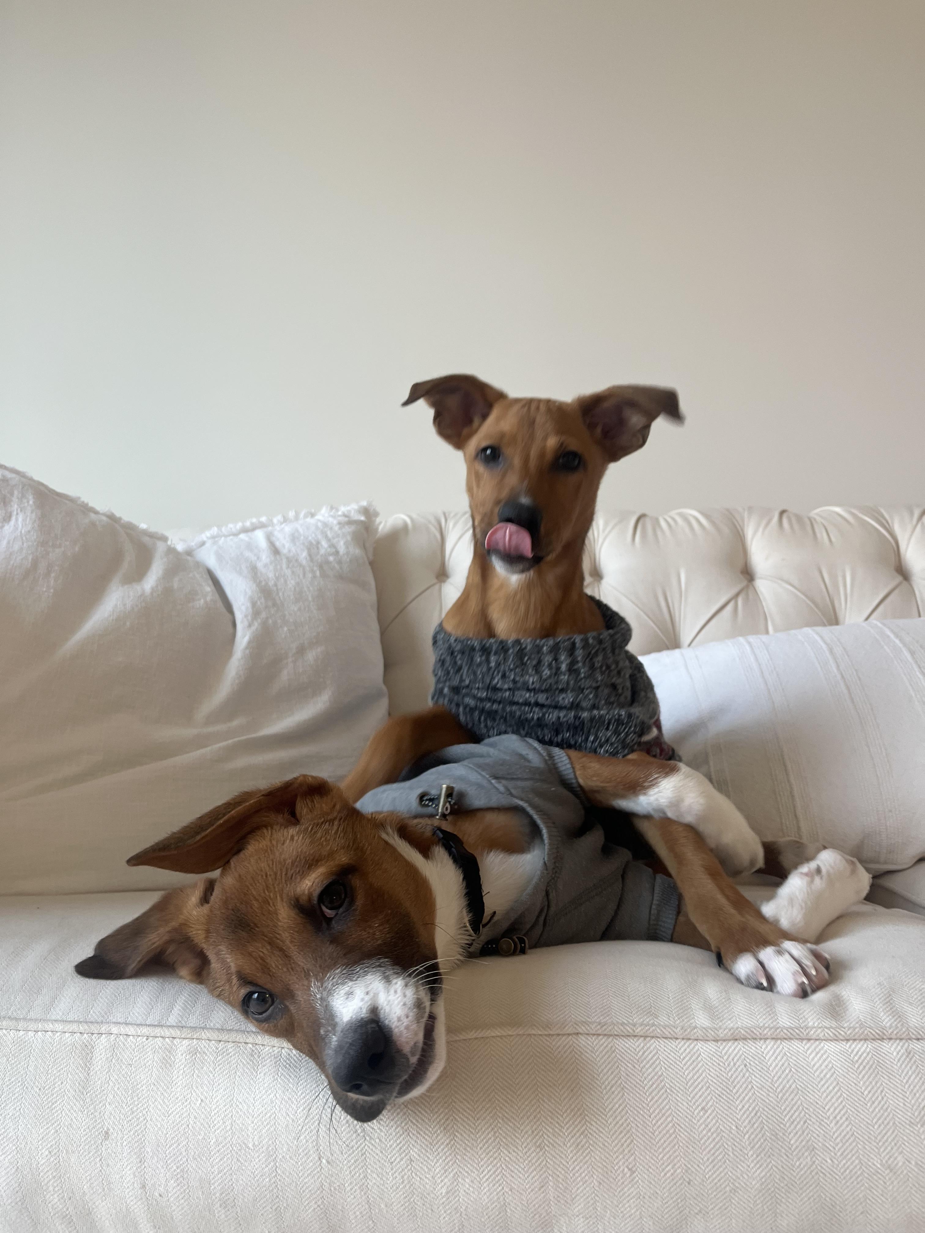 Murphy, a ADOPTABLE mixed breed in Annandale, VA image 6/6