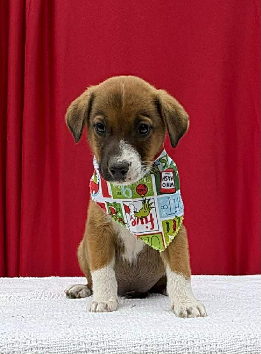 Rocky, a ADOPTABLE mixed breed in Annandale, VA image 1/3