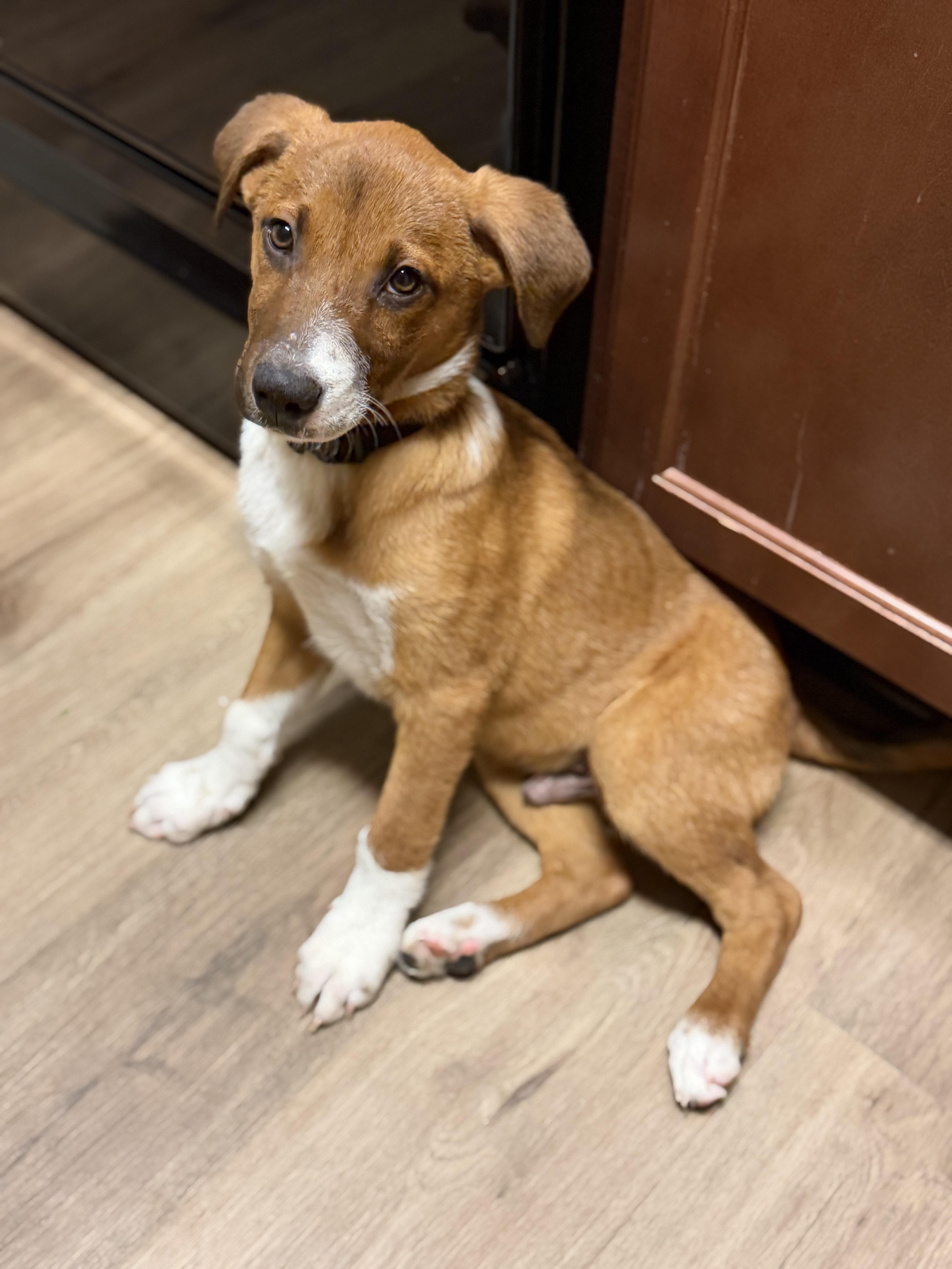 Murphy, a ADOPTABLE mixed breed in Annandale, VA image 2/6