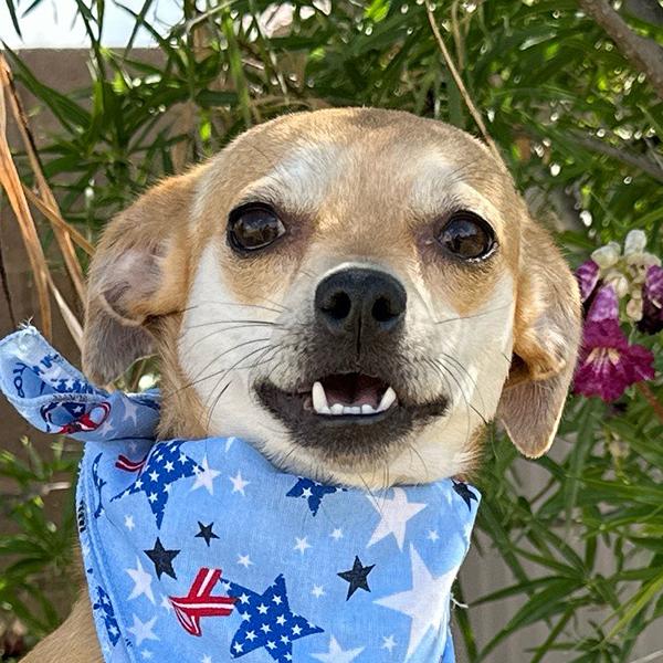 Enlarge Trixie, a Adopted Chiweenie in El Mirage, AZ image 5/6