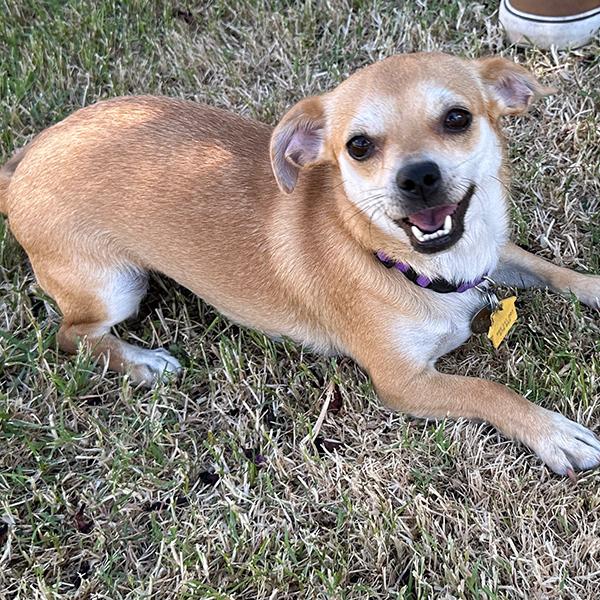 Enlarge Trixie, a Adopted Chiweenie in El Mirage, AZ image 1/6