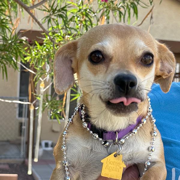 Enlarge Trixie, a Adopted Chiweenie in El Mirage, AZ image 6/6