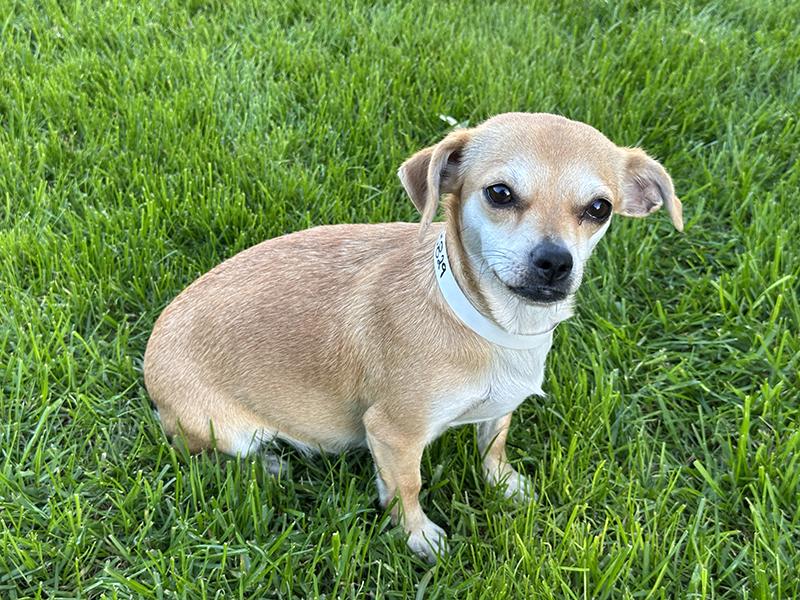 Enlarge Trixie, a Adopted Chiweenie in El Mirage, AZ image 4/6
