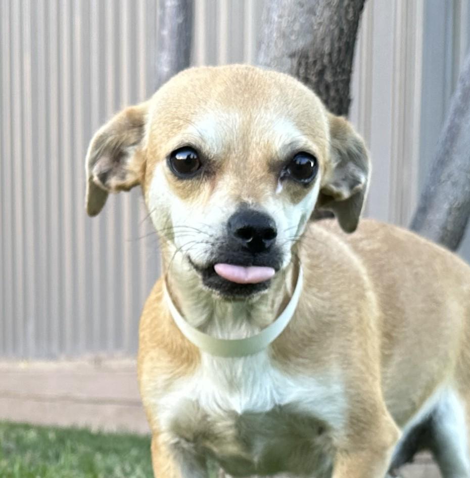 Enlarge Trixie, a Adopted Chiweenie in El Mirage, AZ image 2/6