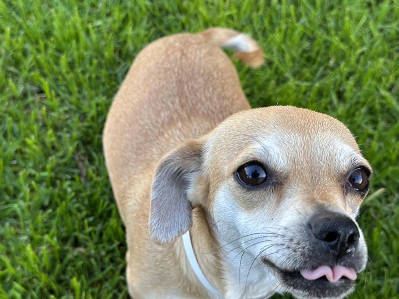 Enlarge Trixie, a Adopted Chiweenie in El Mirage, AZ image 3/6