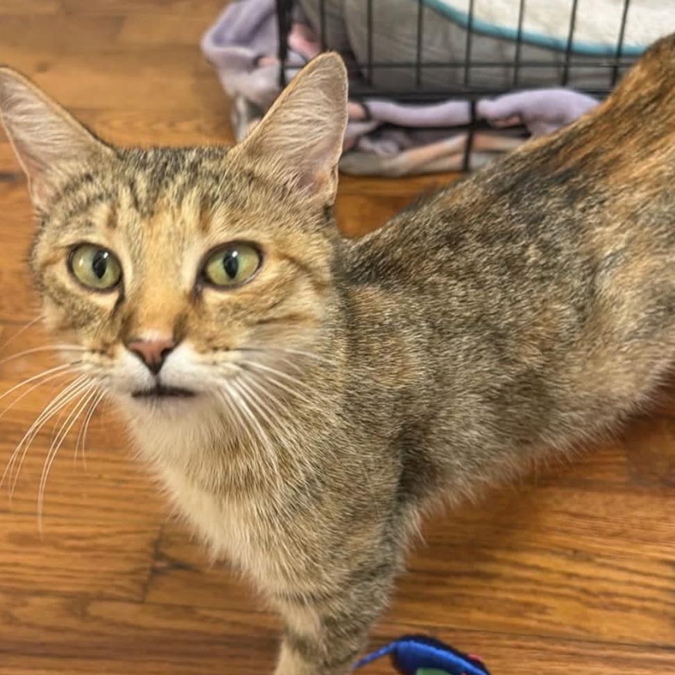 Enlarge Priscilla, a Adoptable Domestic Short Hair in Granby, MO image 1/1