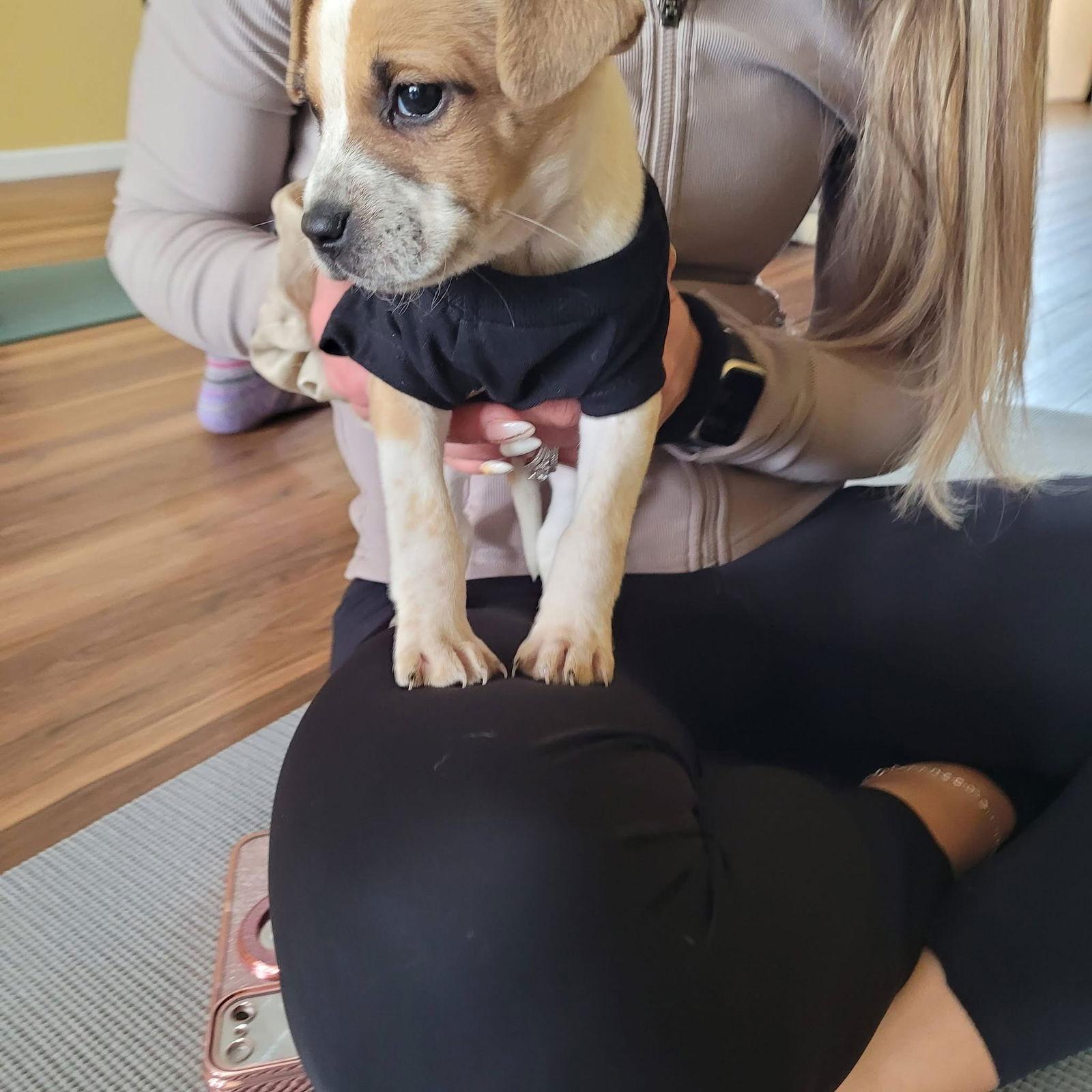 Enlarge Arleigh, a Adoptable Terrier in New London, WI image 1/3