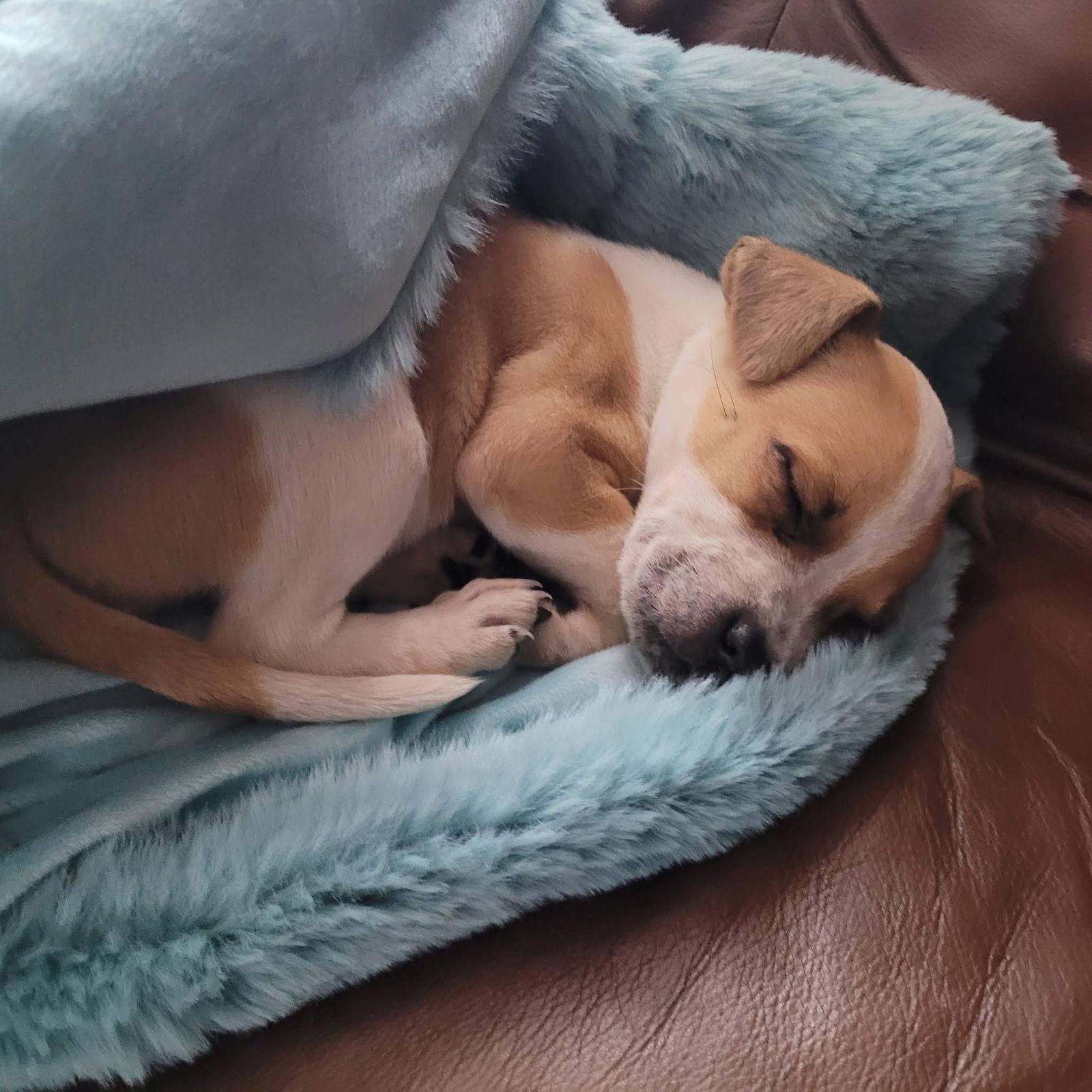 Enlarge Arleigh, a Adoptable Terrier in New London, WI image 2/3