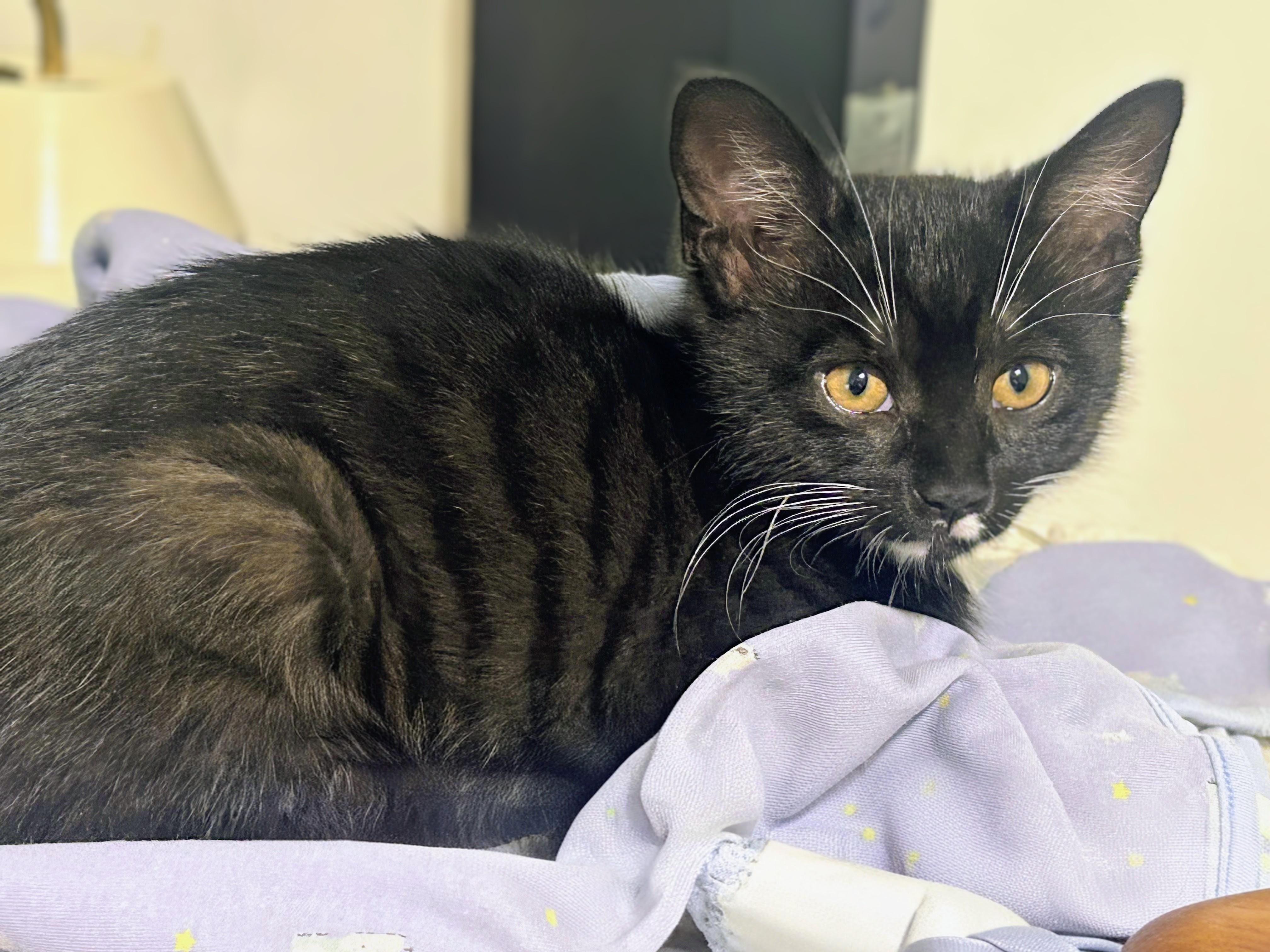 Enlarge Bean, an adopted Domestic Short Hair in Montreal, QC image 6/6