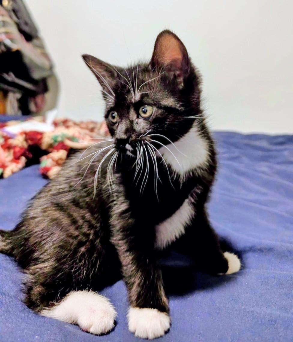 Enlarge Bean, an adopted Domestic Short Hair in Montreal, QC image 2/6