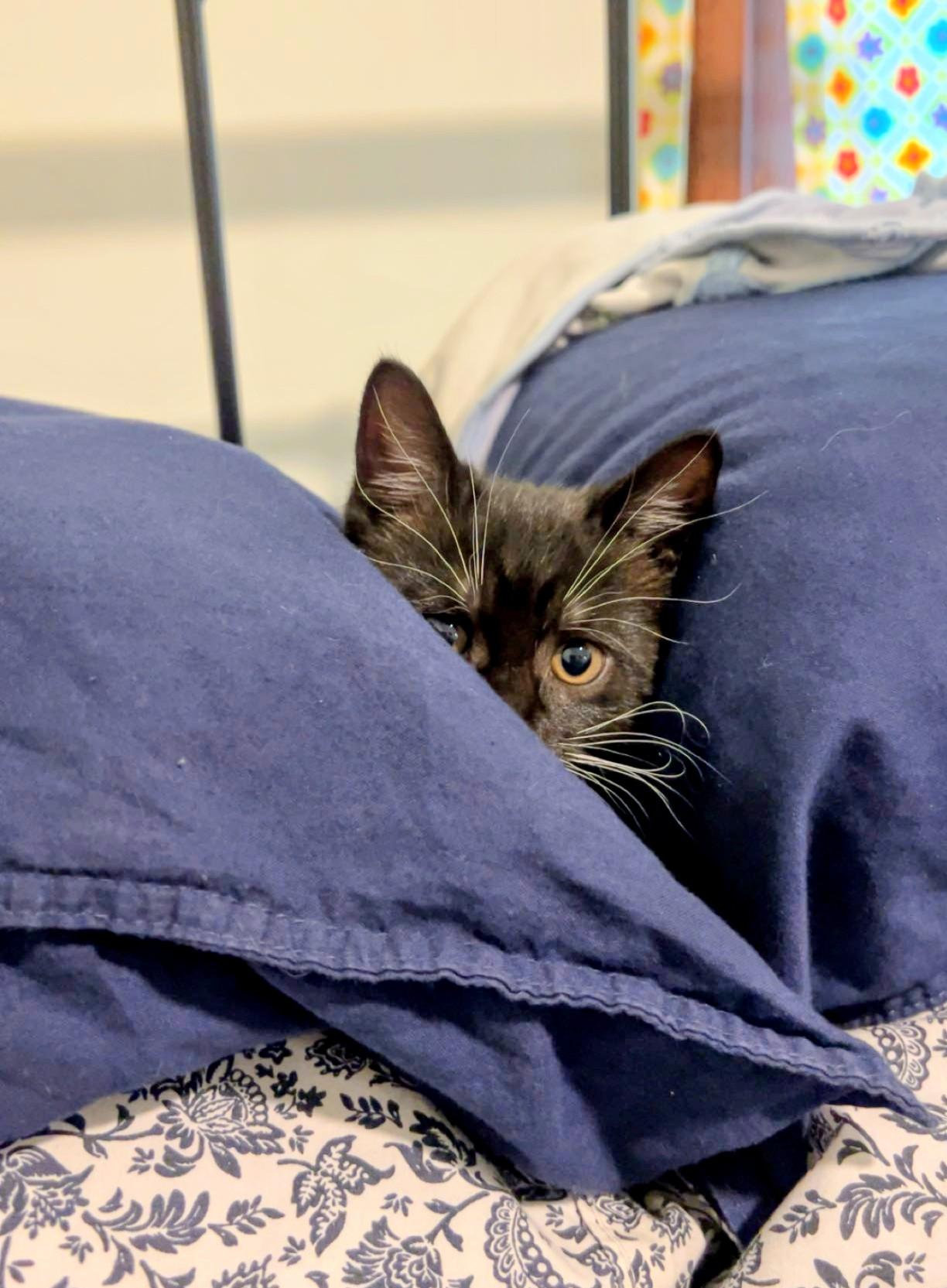 Enlarge Bean, an adopted Domestic Short Hair in Montreal, QC image 5/6