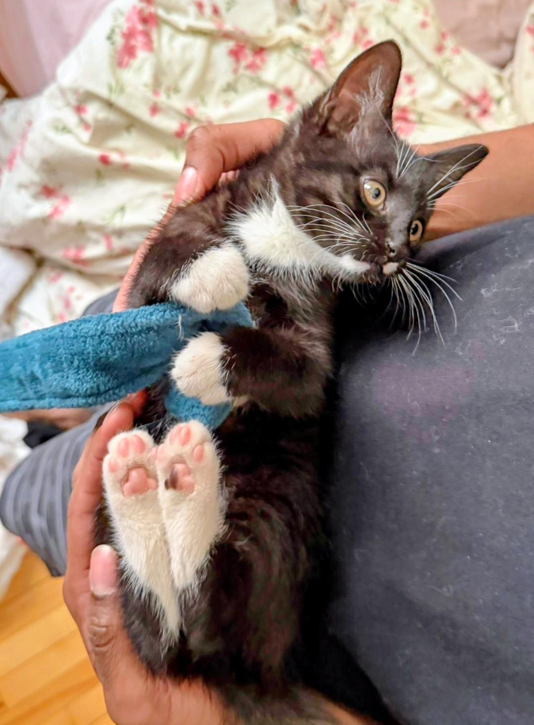 Enlarge Bean, an adopted Domestic Short Hair in Montreal, QC image 1/6