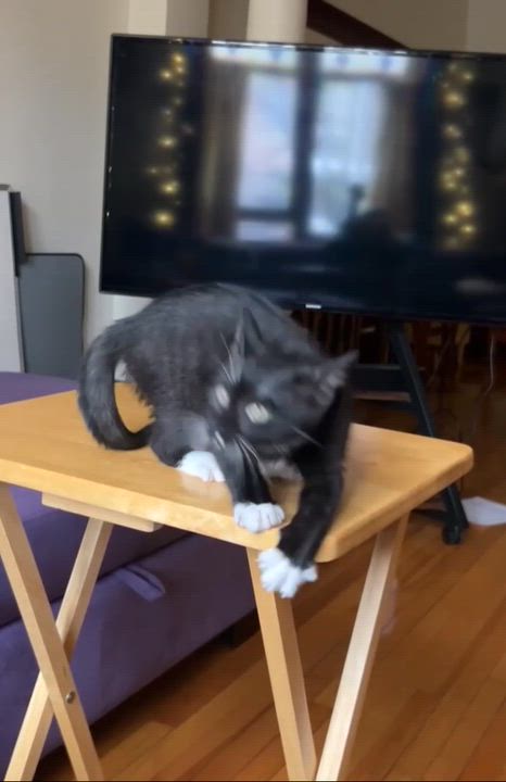 Enlarge Bean, an adopted Domestic Short Hair in Montreal, QC video 3/6