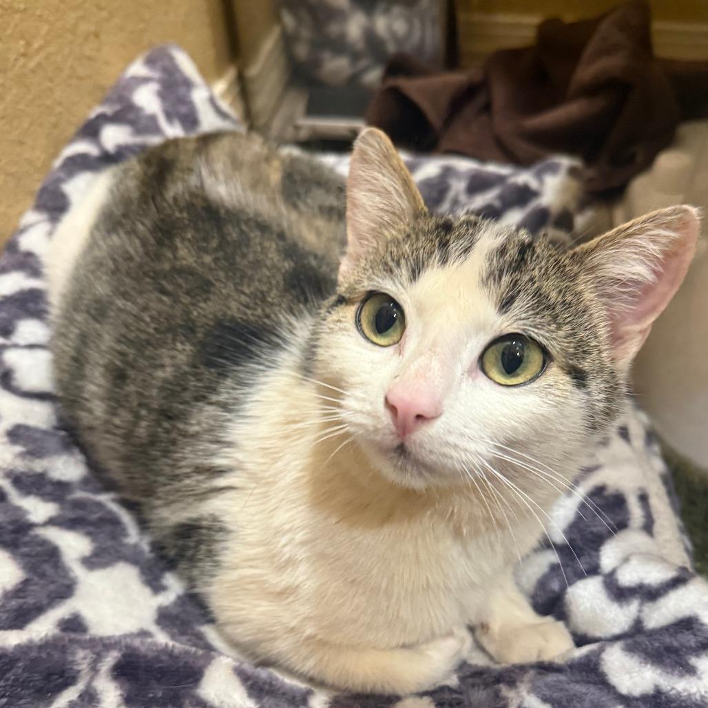 Enlarge Posie, a Adoptable Domestic Short Hair in Bentonville, AR image 1/1