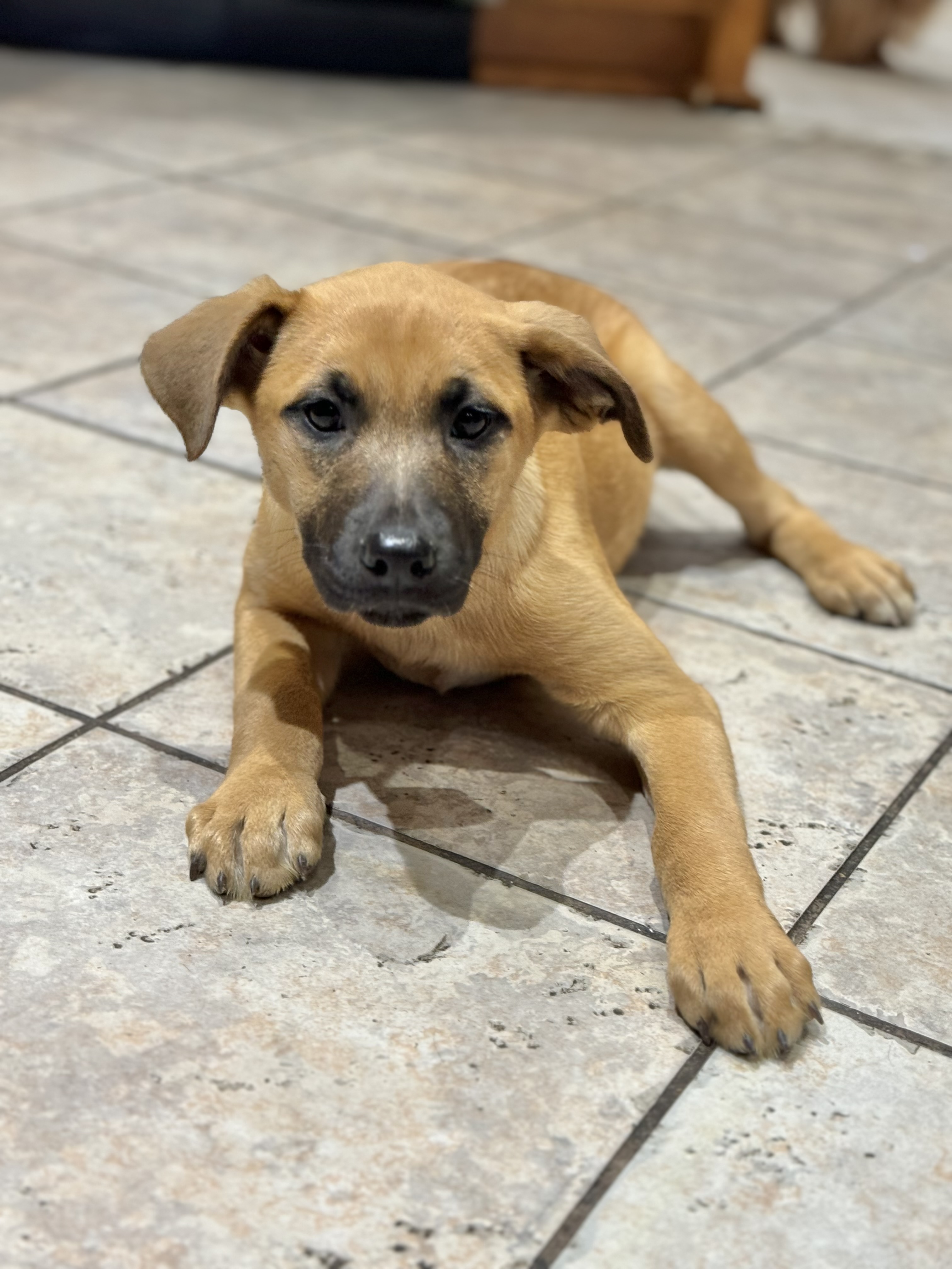 Dog for adoption Riley, a Shepherd & Black Mouth Cur Mix in Hooksett