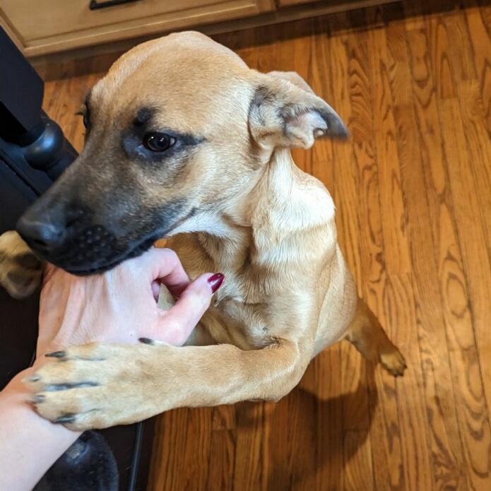 Dog for adoption Riley, a Shepherd & Black Mouth Cur Mix in Hooksett