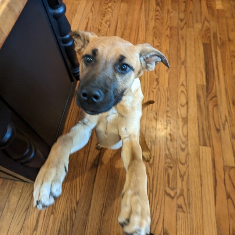 Dog for adoption Riley, a Shepherd & Black Mouth Cur Mix in Hooksett